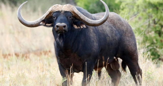 В окупованому заповіднику Асканія-Нова загинула колекція кафрського буйвола та інших цінних тварин