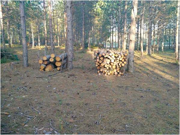 Полиция проводит проверку по факту «сплошного лесоповала» в Олешковском районе