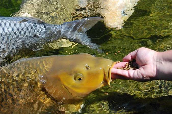 Наркотики на Херсонщині навіть рибі згодовують