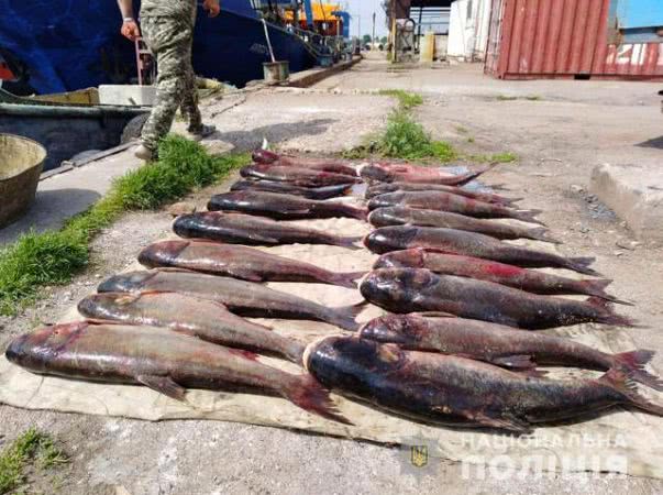 170 кг толстолобика наловили браконьеры между Коханами и Кардашинкой