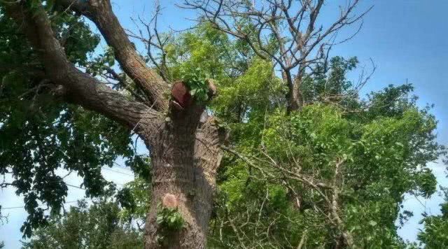 “Это лесоповал и вредительство": в Стрелковом показали, как не нужно обрезать деревья