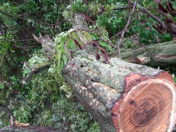 Очередное варварство в Херсоне: под корень спилили здоровые деревья