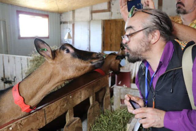 Посетителей «Турист-Fest» водили на экскурсию на козью ферму-галерею в Аскании Нова