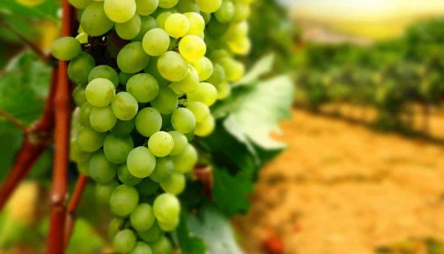 Признание Украины пригодной для виноделия поспособствует развитию отрасли, - эксперт