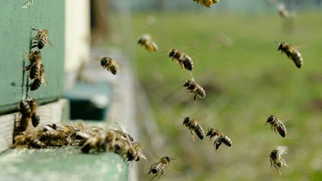 На Херсонщине вымирают пчелы