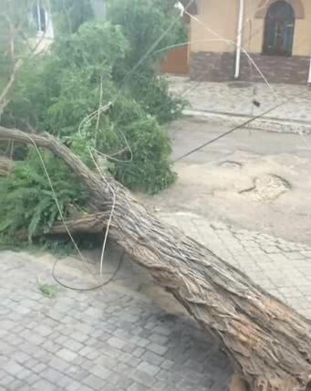 В центре Херсона рухнуло большое дерево