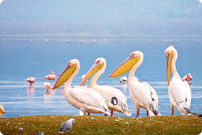 На курорт зачастили пеликаны