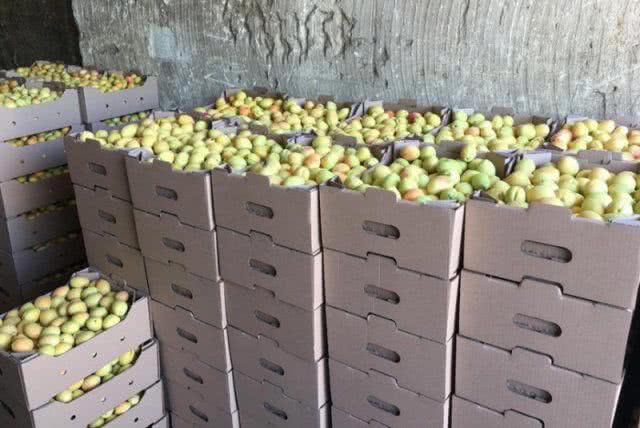 Фермеры Херсонщины собрали около 9 тыс. тонн плодово-ягодных культур