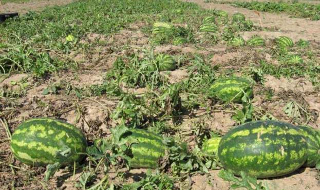 На Херсонщине стартовал сезон арбузов: прогнозы на урожай и экспорт
