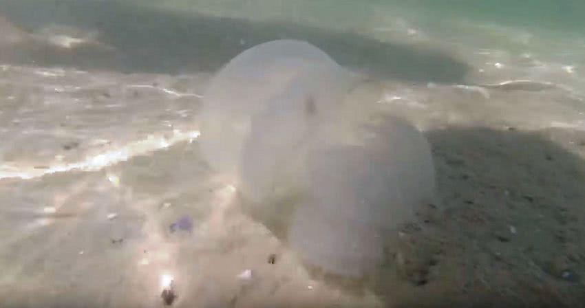 Курортник на Арабатке делал подводное селфи с медузами