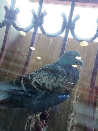 В Херсоне ищет хозяина заблудившийся голубь с кольцом
