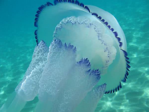 На Азове отдыхающих атакуют жгучие медузы-корнероты