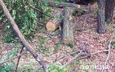 На Херсонщині виявили факти незаконної порубки лісу
