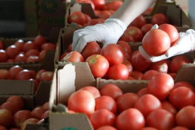 Дожди и похолодание: помидоры не дешевеют, хотя уже сезон