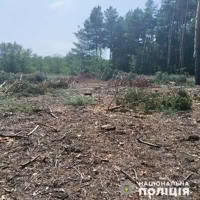 На Херсонщине полицейские выявили очередной факт незаконной вырубки леса