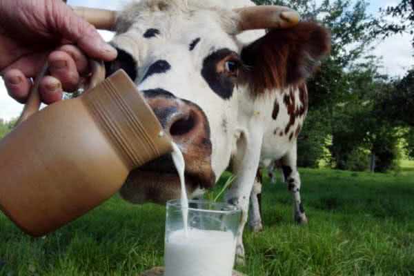 В Украине взлетят цены на "молочку": в чем причина