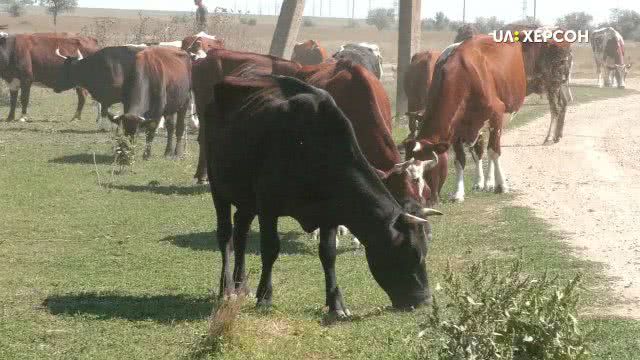 На Херсонщине от отравления неизвестной химией погибли коровы