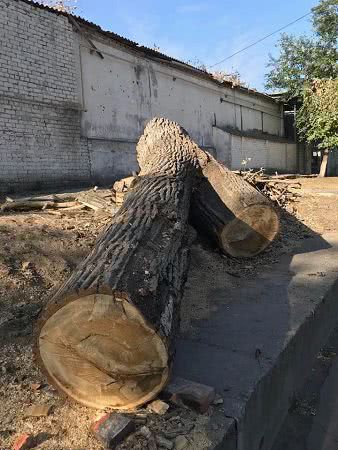 В Херсоне продолжают спиливать старые крепкие деревья