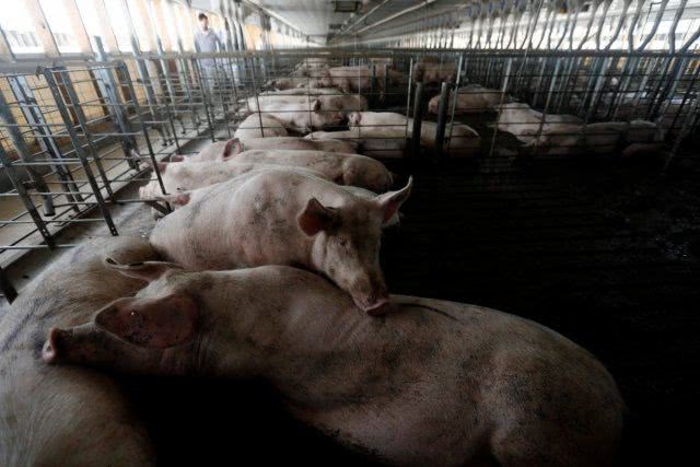 Украина увеличила импорт свинины: больше всего покупаем в Польше и Германии