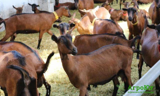 Ферма на Херсонщине удвоит поголовье альпийских коз