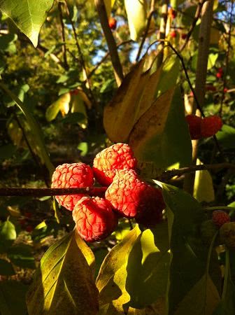 В Херсоне растет малиновое дерево – плоды созревают в ноябре