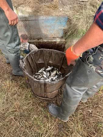 В водоемы Херсонщины вселили почти 20 тонн рыбы, - Херсонский рыбоохранный патруль