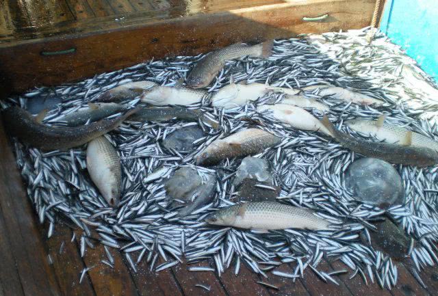 Ученые изучали, какие виды рыб еще ловятся в Азовском море