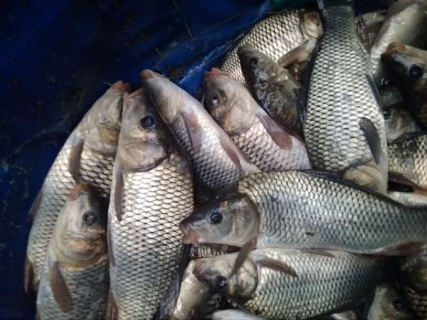 В водоемы Херсонщины выпустили свыше 13 тонн рыбы, - рыбоохранный патруль