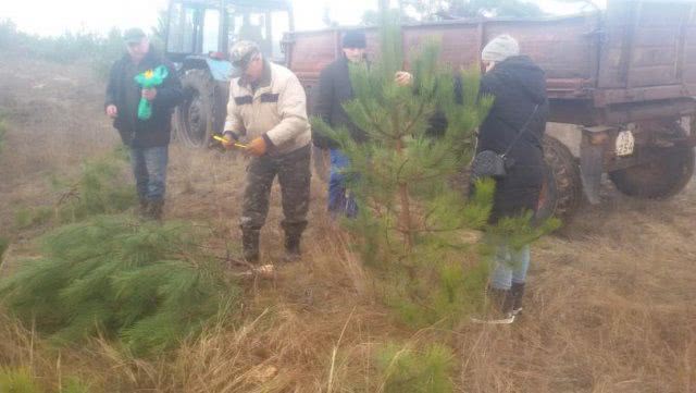 Олешковский лесхоз начал реализацию новогодних сосен