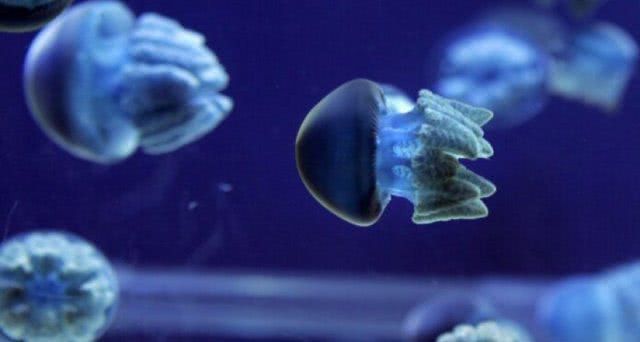 В Счастливцево планируют защитить отдыхающих от медуз