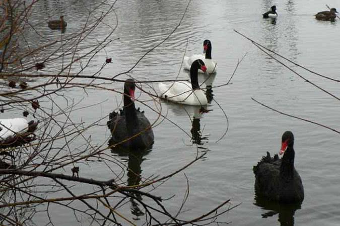 Теплою зимою насолоджуються птахи й тварини на Херсонщині