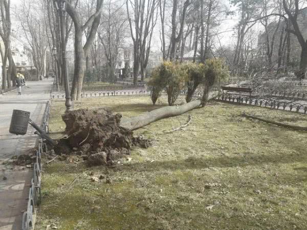 Смертоносный ветер в Одессе: женщину насмерть прибило дерево