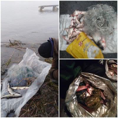 В течение недели нарушители незаконно добыли более 361 кг рыбы с ущербом более 29 тыс. гривен