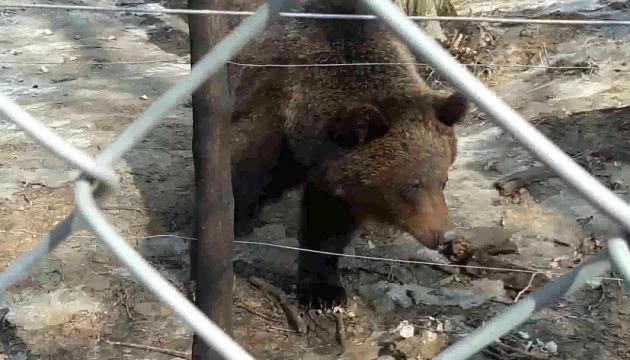 В Галицком заповеднике проснулись медведи и съели первый завтрак