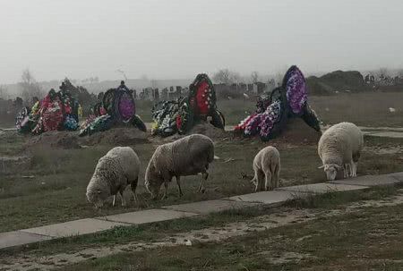 В Скадовске баранов пасут ... на кладбище