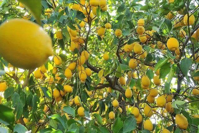Турция официально запретила экспортировать лимоны из стран