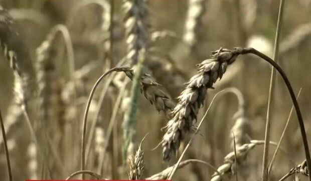 Урожай, скриншот: YouTube