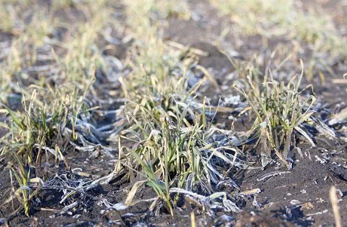 Три волны весенних заморозков повредили посевы на Херсонщине