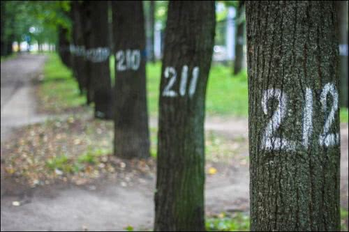 Мазур с Войтенко хотят инвентаризировать деревья и кусты за миллион гривен