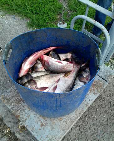 На Херсонщине полицейские задержали двух рыбаков, который выловили 50 кг рыбы в чужом пруду