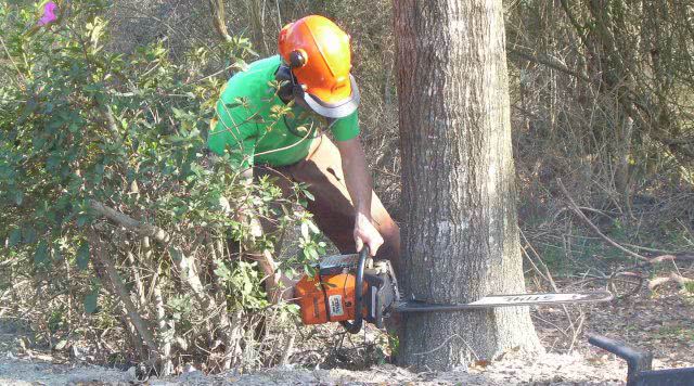 Комплектавтодор обрежет деревья в Херсоне за 332 тыс. грн
