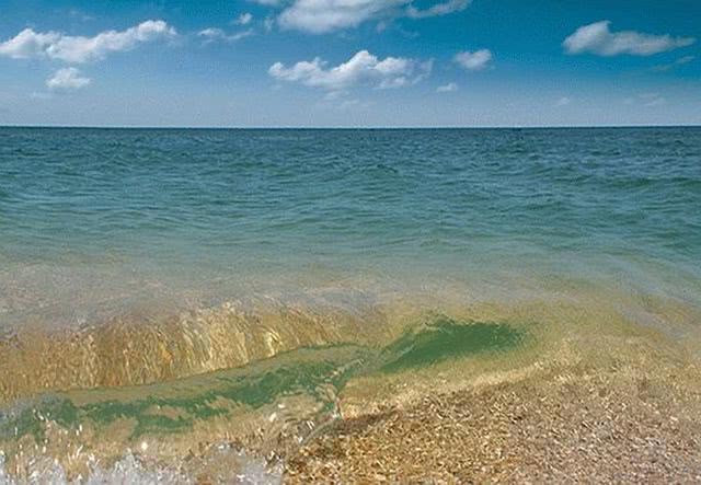 Соленость Азовского моря выросла в 1,5 раза, запасы пиленгаса и камбалы растут
