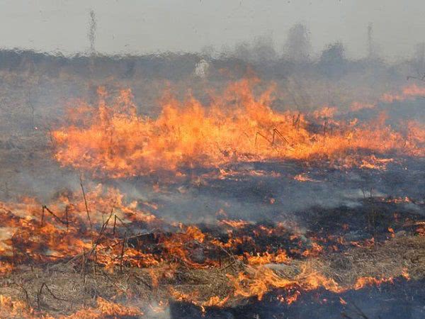 На Херсонщині на території лісництва ліквідовано пожежу