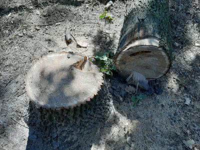 Скадовські поліцейські виявили лісового браконьєра під час незаконного спилу дерев