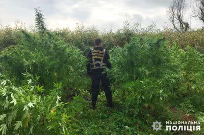 Херсонські поліцейські виявили приховані в комиші посіви конопель