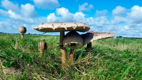 На Херсонщине грибы собирают где попало