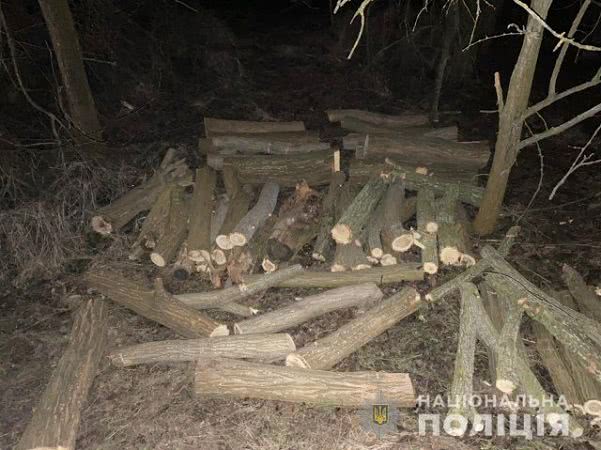 Олешковские полицейские застали лесных браконьеров во время спиливания деревьев