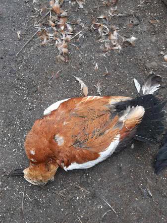 Госпродпотребслужба подключилась к расследованию нового случая гибели птиц в "Аскании-Нова"