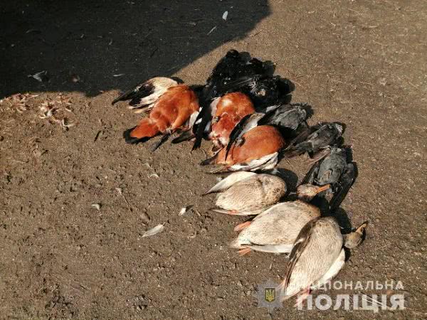 В заповеднике "Аскания-Нова" снова гибнут стаи краснокнижных птиц. Полиция проводит расследование