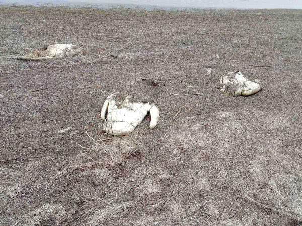 На озере Сиваш погибли 90 лебедей, виной стал птичий грипп